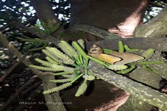 Dendrobium microbulbon